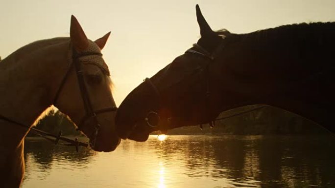 特写: 两匹美丽的马在金色的日落时用枪口触摸