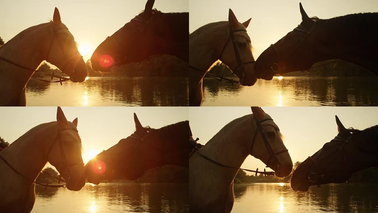 特写: 两匹美丽的马在金色的日落时用枪口触摸