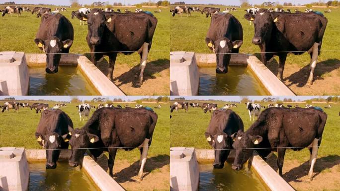 口渴的奶牛喝水