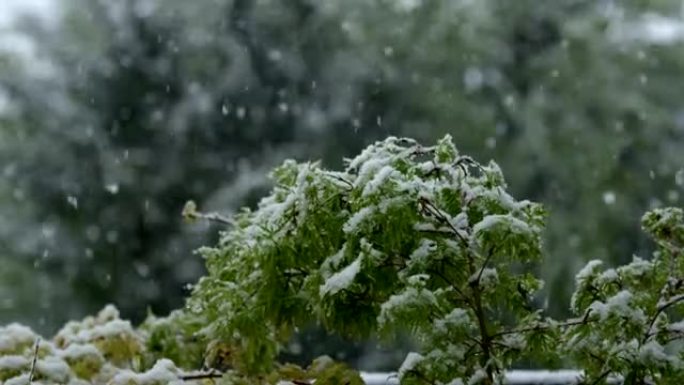 特写: 在不稳定的春季天气中，年轻的树叶被雪覆盖