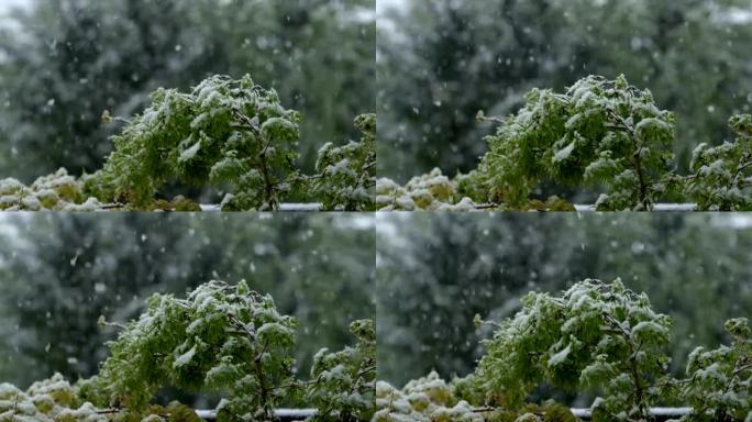 特写: 在不稳定的春季天气中，年轻的树叶被雪覆盖