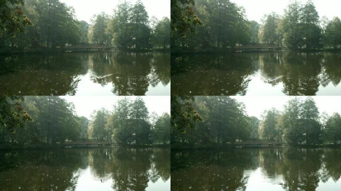 公园里被树木环绕的池塘