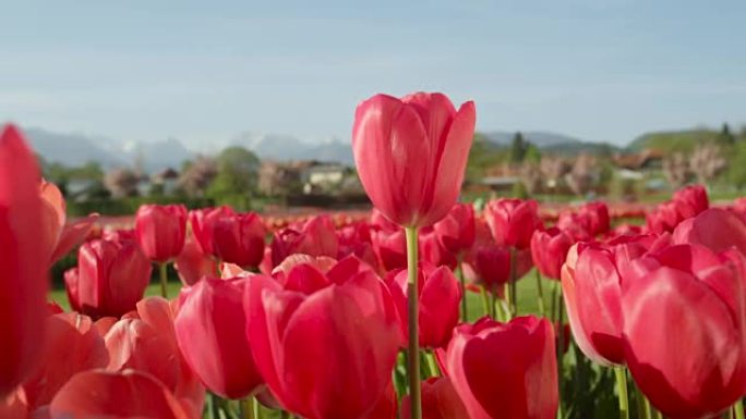 特写: 阳光明媚的日子里，美丽的红润丝质郁金香盛开在令人惊叹的田野上