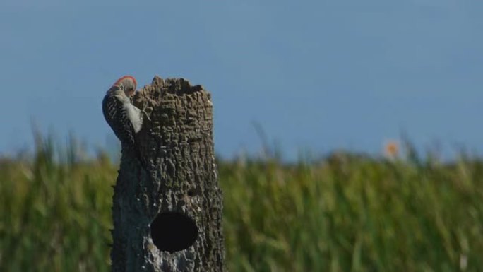 啄木鸟特写野生动物保护生物生态飞翔飞鸟