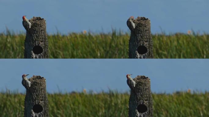 啄木鸟特写野生动物保护生物生态飞翔飞鸟