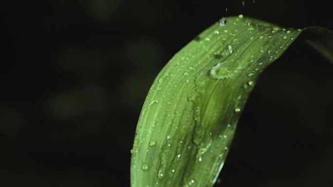 高清超级慢动作: 雨滴滴在绿叶上