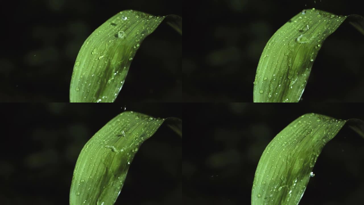 高清超级慢动作: 雨滴滴在绿叶上