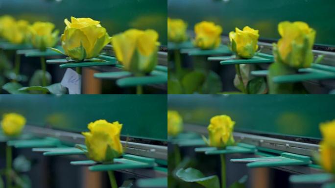 花卉工厂的黄玫瑰特写。