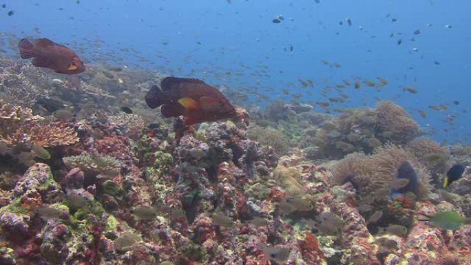 东星斑海底世界海底生物海洋鱼群