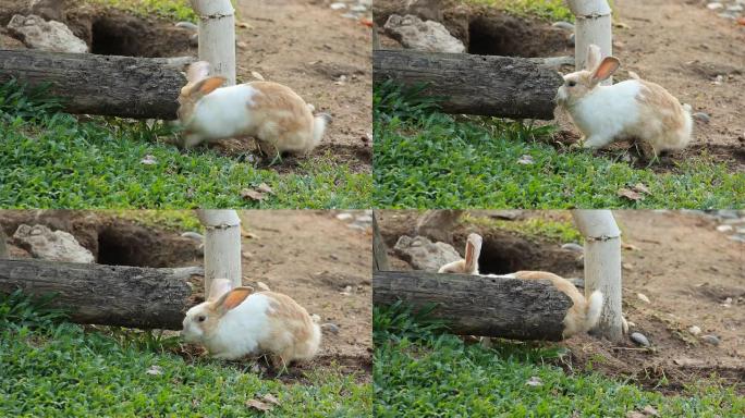 兔子在花园里奔跑。