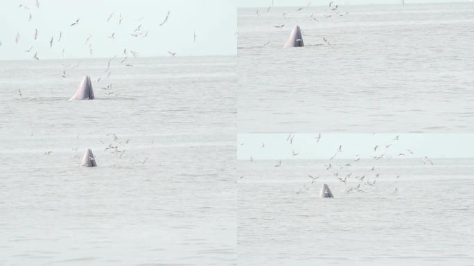 鲸鱼：高清慢动作鲸鱼大海海面喷水
