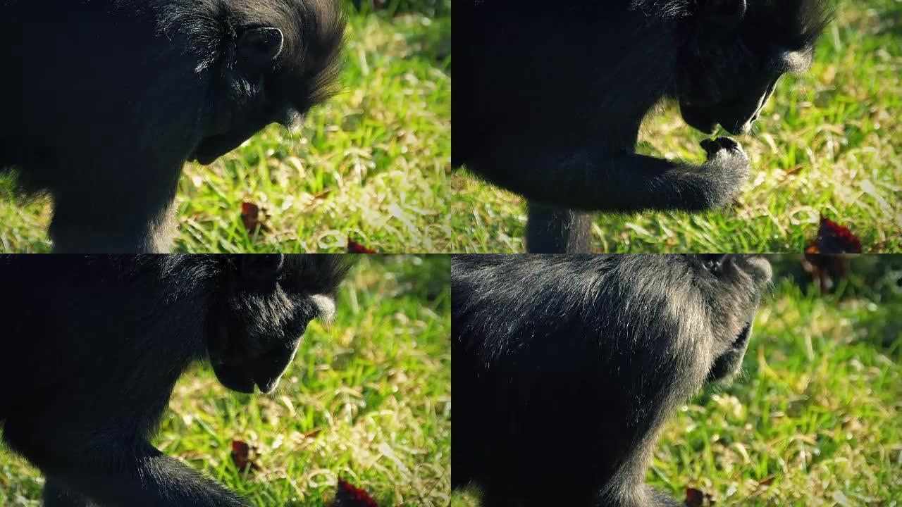 猴子在草地上寻找食物
