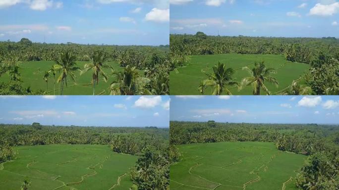 空中放大效果: 巴厘岛阳光明媚的乌布华丽郁郁葱葱的绿色水稻梯田