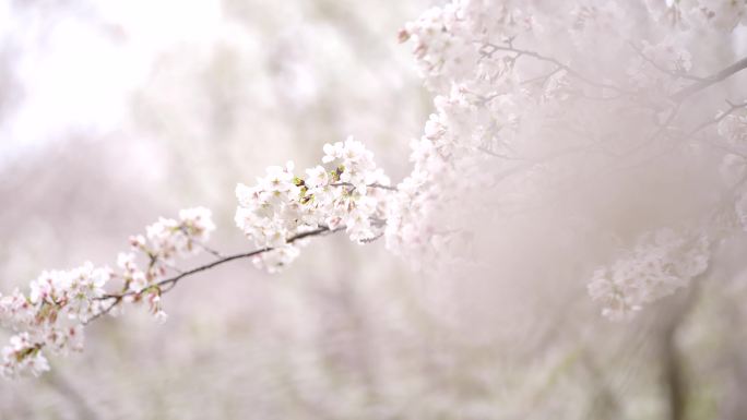 樱花全景特写