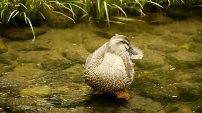 鸭子以一种独特的方式梳理头部和翅膀