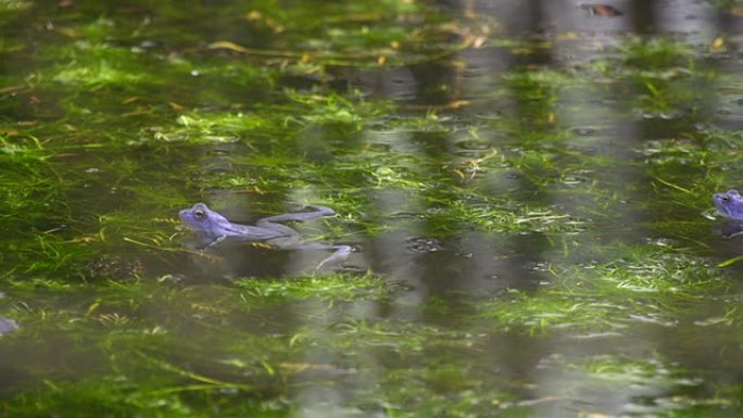 蓝色青蛙游泳