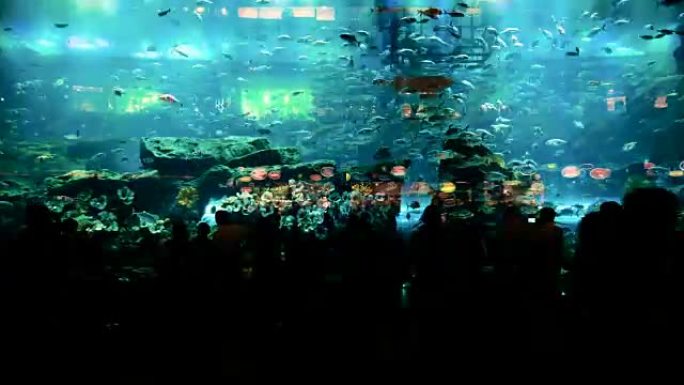 人们在巨大的水族馆看鱼的时间流逝