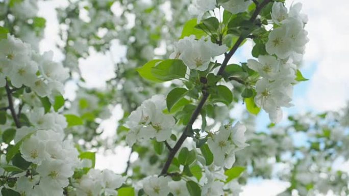 春天的苹果开花。阳光花园中苹果树开花。