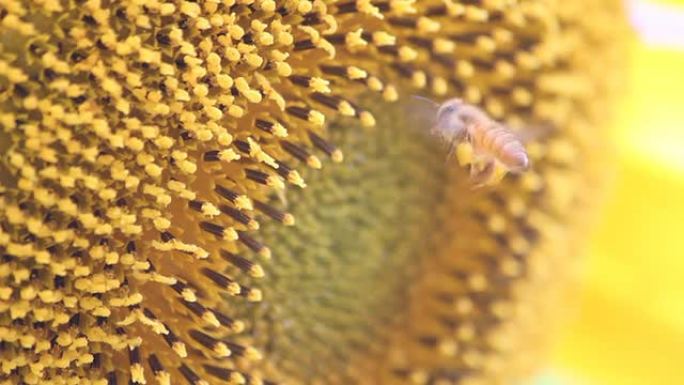 蜜蜂摩擦腿收集花粉球，同时收集粉末，自由度。