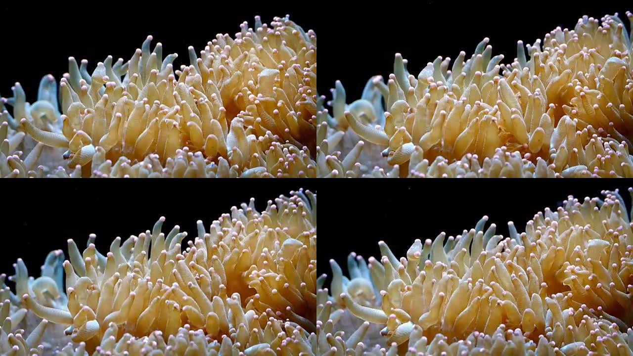 大量五颜六色的珊瑚触须