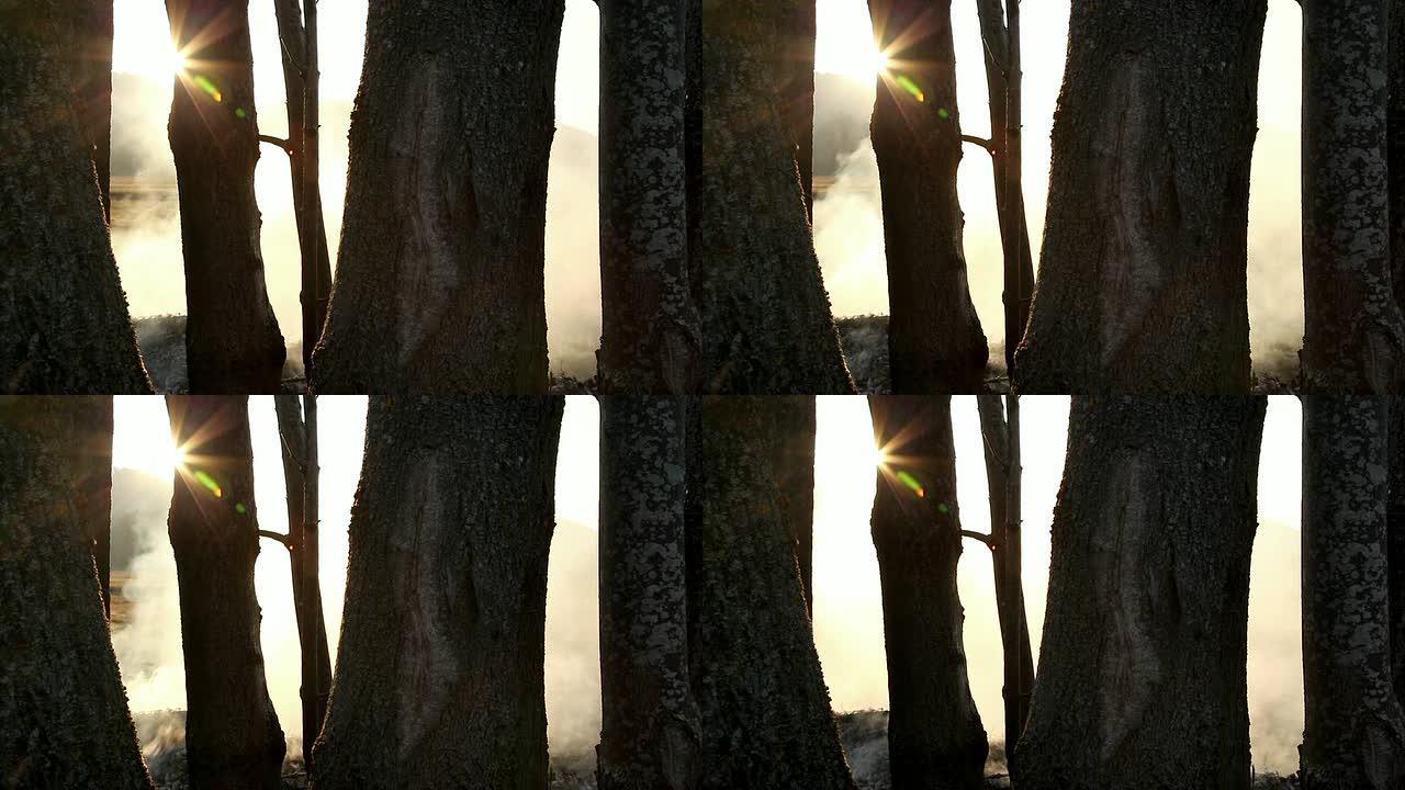 HD-燃烧的树木燃烧的树木