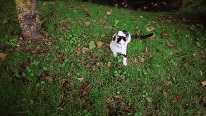 一只可爱的黑白猫在树下的草丛中与一只棕色的青蛙玩耍