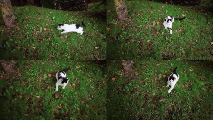 一只可爱的黑白猫在树下的草丛中与一只棕色的青蛙玩耍