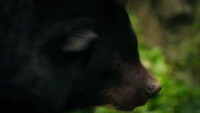 熊表现出压力-虐待动物