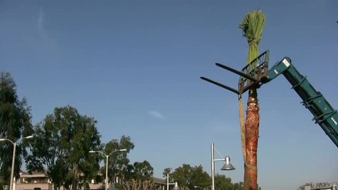 （HD1080i）起重机吊装/移动棕榈树