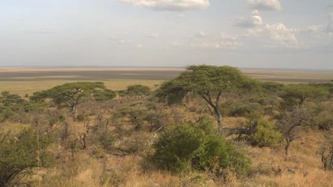 非洲塞伦盖蒂郁郁葱葱的相思林地和无限的大草原平地