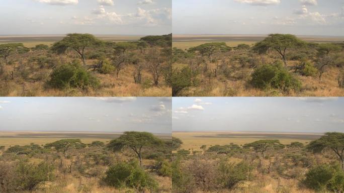 非洲塞伦盖蒂郁郁葱葱的相思林地和无限的大草原平地