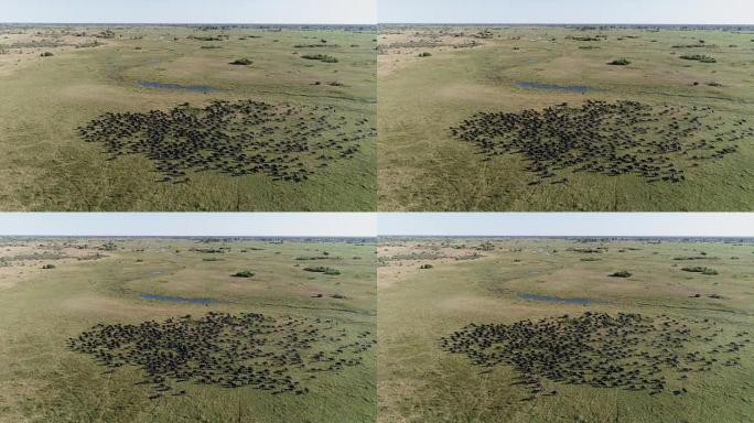 博茨瓦纳奥卡万戈三角洲一大群水牛角的高空静态视图