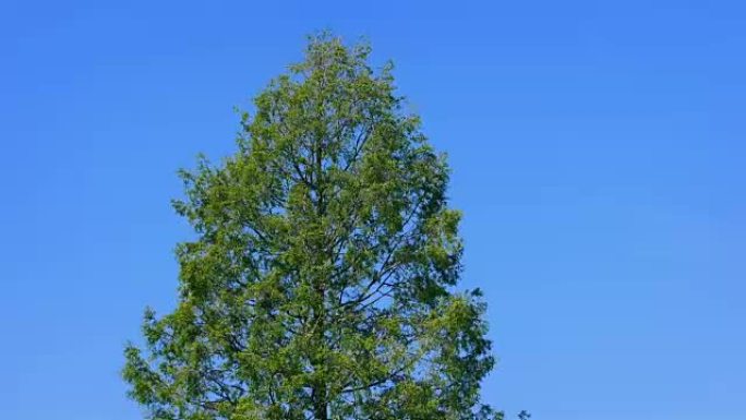 蓝天上的大树