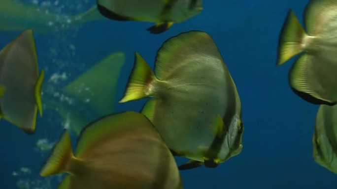 鱼海生物舞蹈热带鱼群海洋大海野生动物