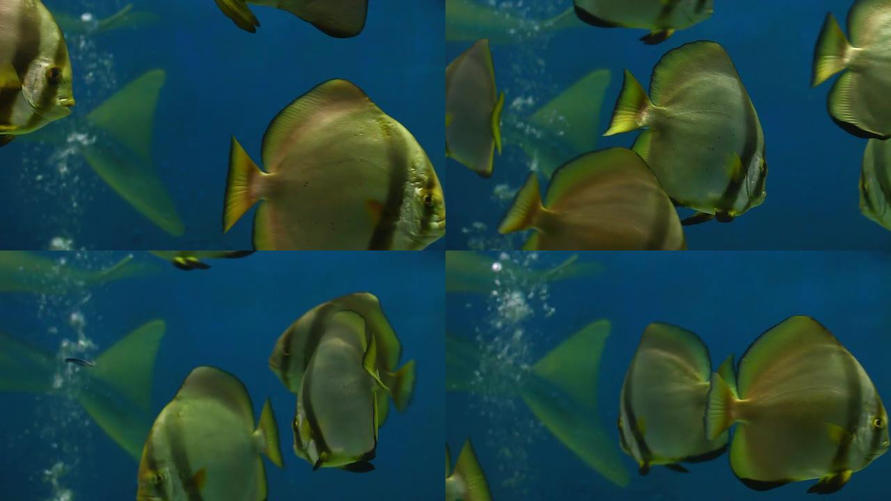 鱼海生物舞蹈热带鱼群海洋大海野生动物