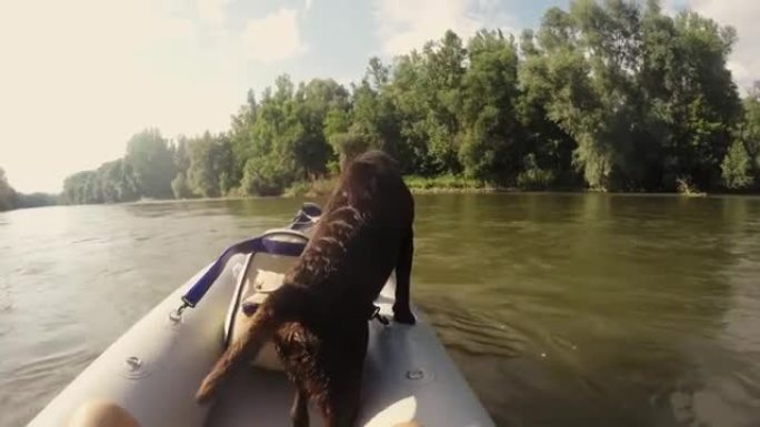 渴望湿狗在阳光明媚的夏季河上骑皮划艇，实时