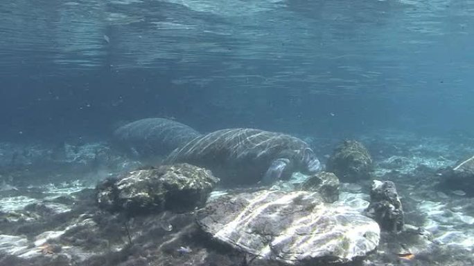 海牛游泳热带海牛海洋大海野生动物