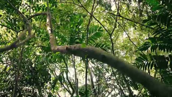 在热带森林的许多高大树下滑行