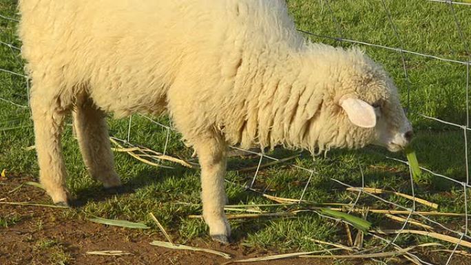 HD：绵羊