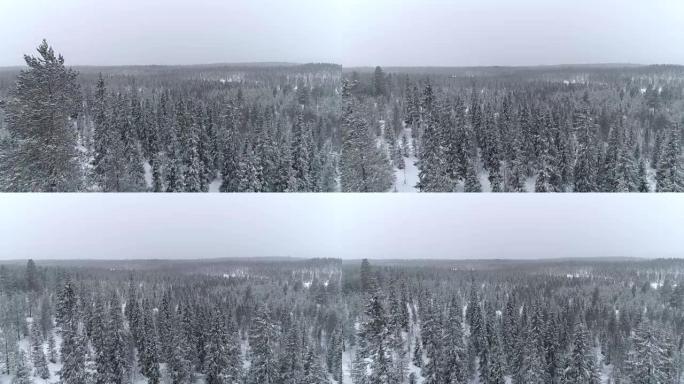 在阴天的冬季，空中飞越覆盖着新鲜雪的广阔松树林
