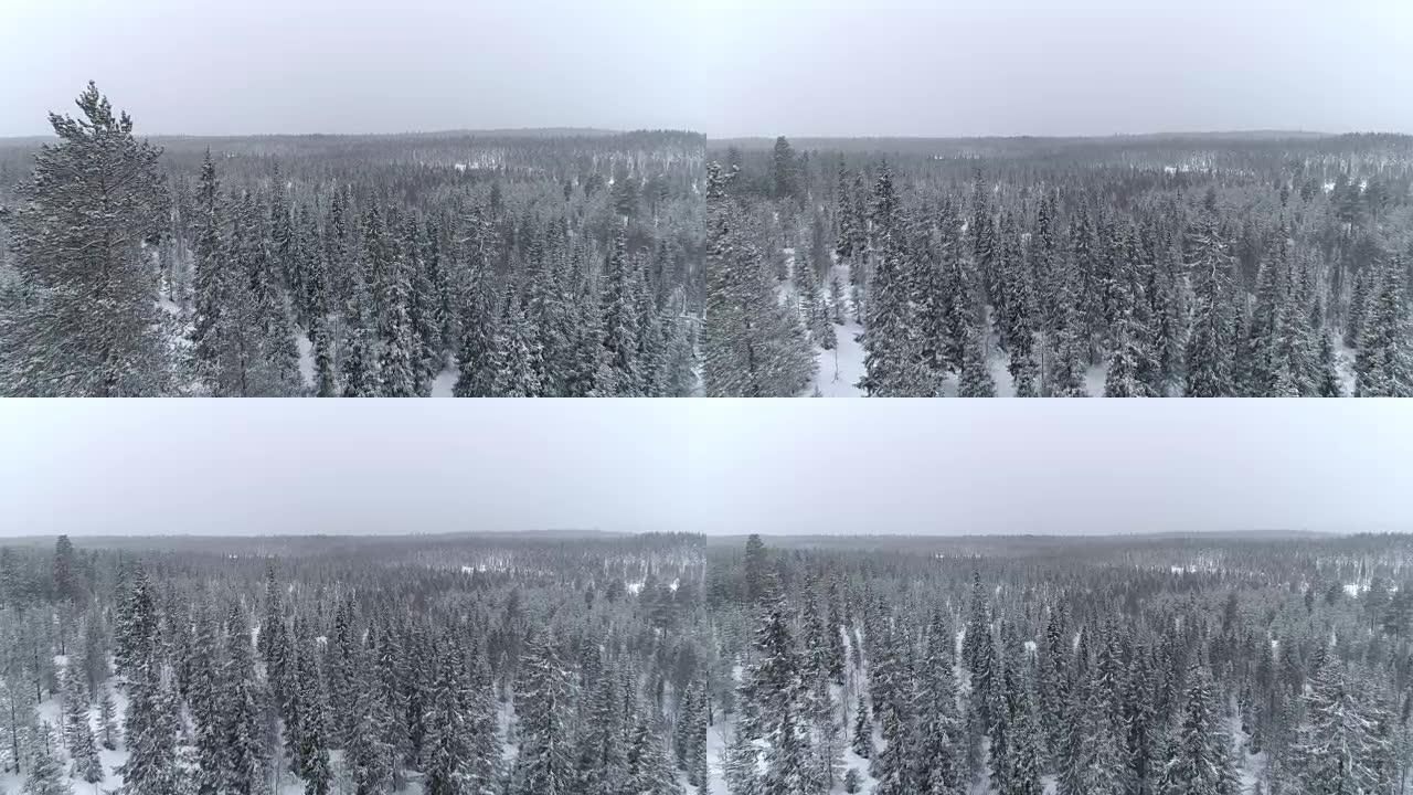 在阴天的冬季，空中飞越覆盖着新鲜雪的广阔松树林