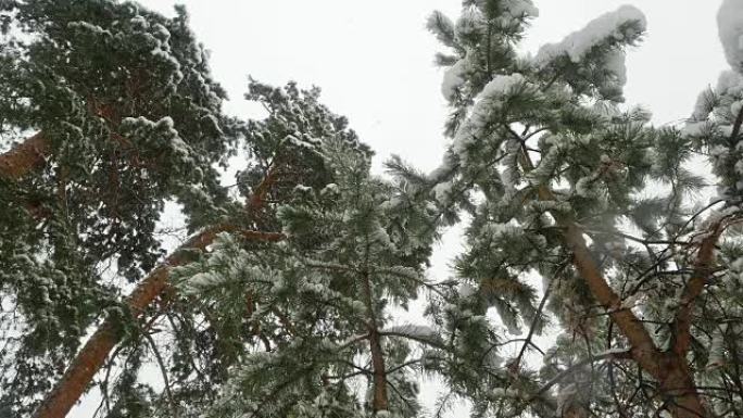 积雪覆盖树木的冬季松树林中降雪。