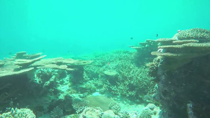 水下: 游过珊瑚礁