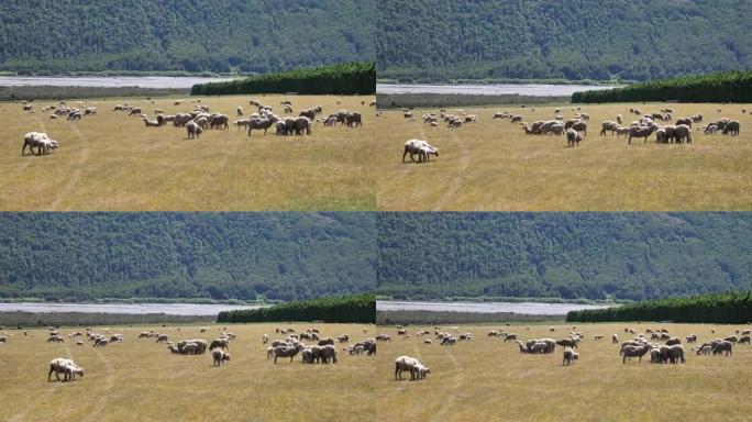 新西兰的养羊场