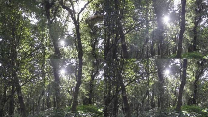 4k倾斜拍摄阳光穿过森林。
