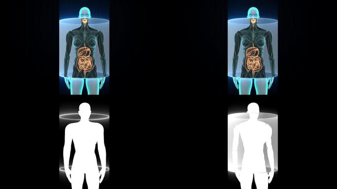 放大女性人体扫描内脏器官，消化系统。