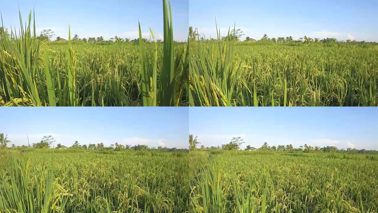 特写: 水稻作物露出稻田和郁郁葱葱的棕榈树