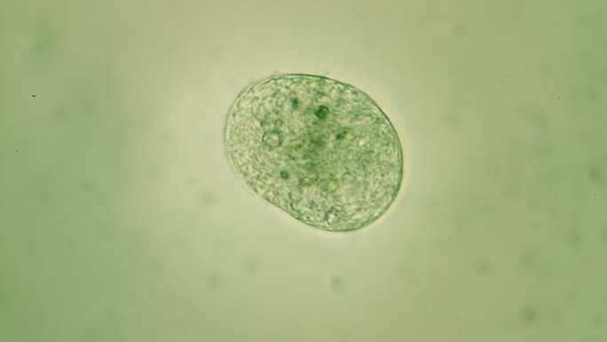 微生物-Volvox