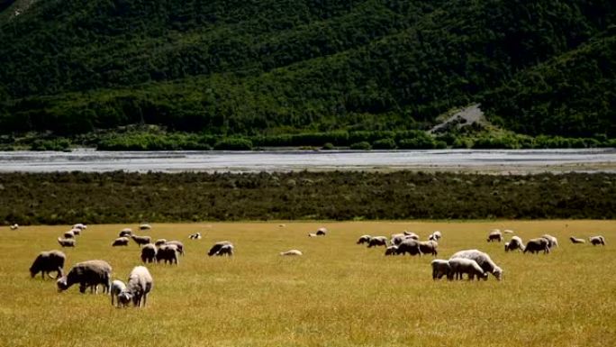 高清: 新西兰大自然中的绵羊