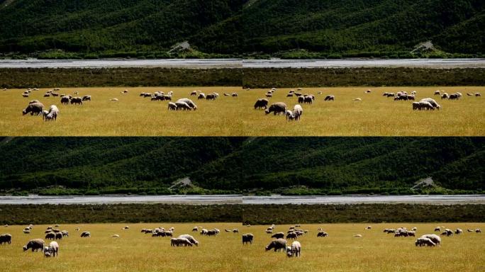 高清: 新西兰大自然中的绵羊